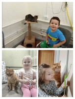 День кошек День кошек.